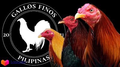pointing gamefowl|Iba pa.